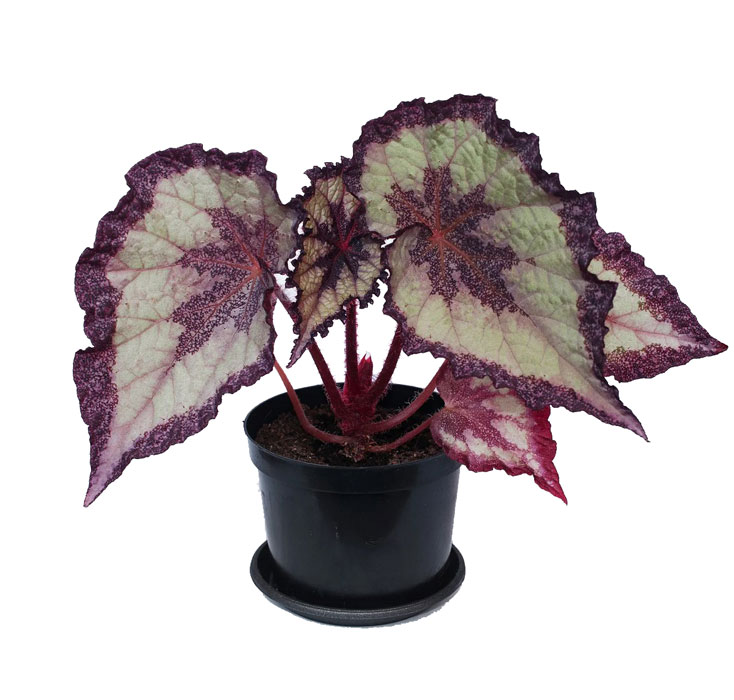 بگونیا برگی رکس